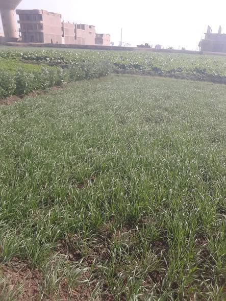 السلام عليكم ده قمح سدس ١٢ غزير شويه ما افعل خايف من الرقاد دى صوره القمح اجو الافاده  من حضراتكم